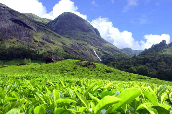 TATA TEA PLANTATION success story
